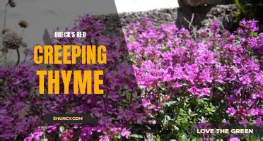 thyme zone